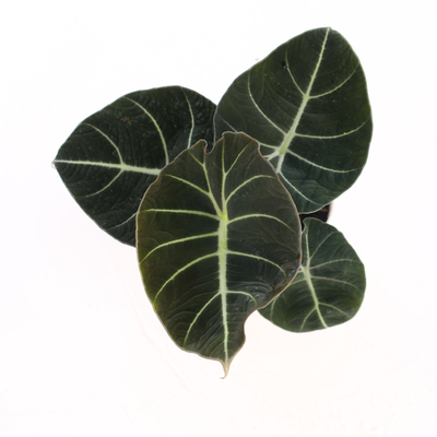 黑天鹅海芋绒面ins风绿植盆栽