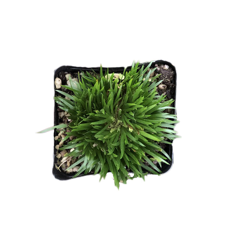 荷园有栖川香苗贵船金钱菖蒲