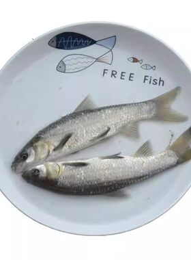 弥翠园螺蛳青淡水养殖食用青鱼苗