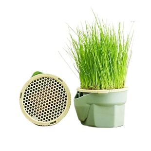 森森猫粮猫草黑麦水培种植桌面盆栽懒人猫草杯专用盒化毛猫咪零食