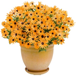 观赏向日葵花种子庭院室外矮向日葵种子景观花海种子易种耐热耐旱