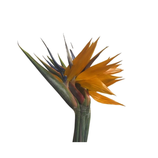 天堂鸟鹤望兰鲜切花上海鲜花速递瓶插家用花艺江浙沪皖两扎包邮