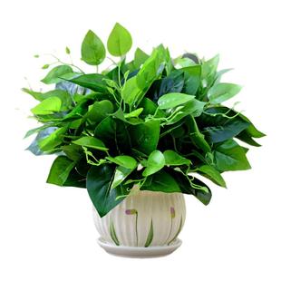 仿真绿萝绿植套装塑料植物家居室内餐厅办公桌绿叶盆栽客厅装饰品