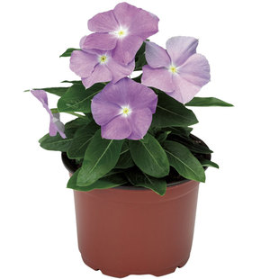 长春花种籽日日春四季梅五叶梅花卉种子长花期花坛阳台盆栽春播