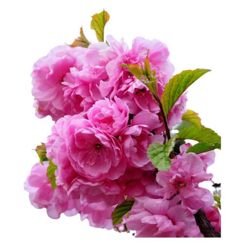 榆叶梅花树苗盆栽重瓣庭院南北方多年生浓香红梅素心腊梅花卉耐寒