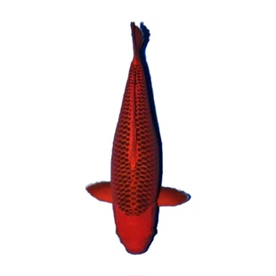 锦鲤鱼活体红白大正松叶缸观赏鱼苗淡水冷水风水鱼招财鱼好养打折