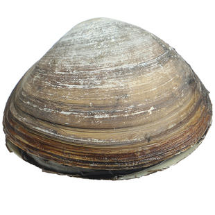 大连海鲜鲜活大北极贝新鲜刺身即食兰花蚌北季贝姥贝日料寿司1斤