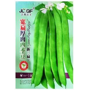 宽扁荚厚肉四季豆种子耐热无筋架豆阳台早熟芸豆角春季疏蔬菜种籽