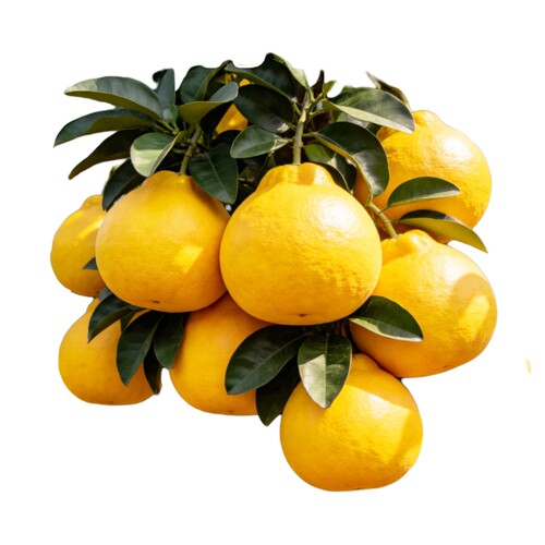 柚子树苗沙田暹罗文旦红心蜜柚庭院南北方种植嫁接水果树果苗大全