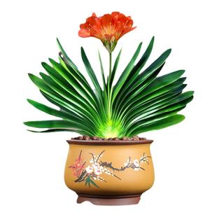 君子兰盆栽带花苞发货精品名贵国宝级圆头花卉室内外四季好养植物