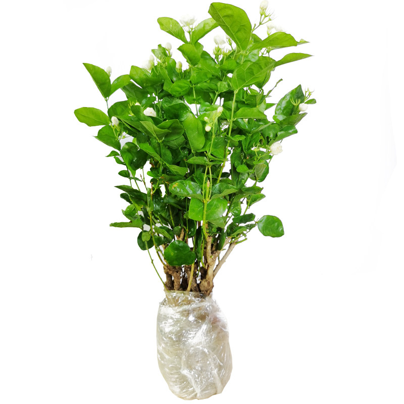 茉莉花盆栽老桩庭院阳台室内外四季花卉茉莉花苗观花植物净化空气