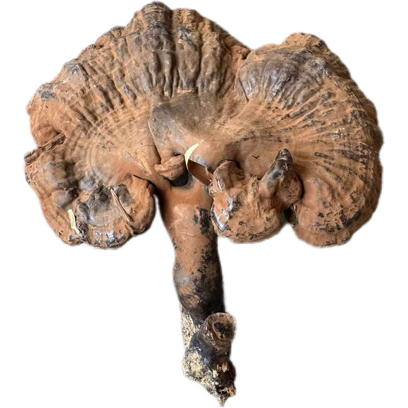 野生紫灵芝整枝不苦正宗晒干货