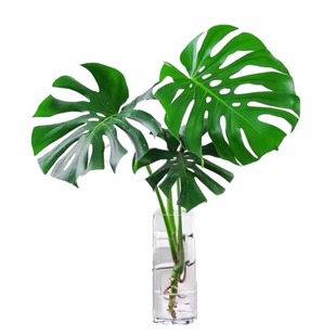 龟背竹水培植物盆栽老桩大叶室内客厅好养活桌面盆景观叶绿植水养