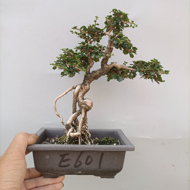 办公桌绿植盆栽摆件桌面树桩室内开花净化空气小叶福建茶盆景新u.