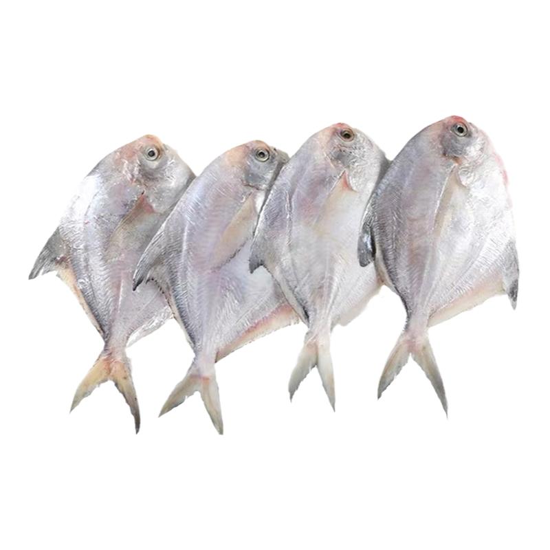 新鲜鲜活银鲳鱼白鲳鱼平鱼扁鱼镜鱼1斤3-4条海鱼海鲜水产拍2份1斤