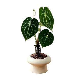 克莱恩水晶花烛植物盆栽ins热植新手好养室内观叶绿植净化空气