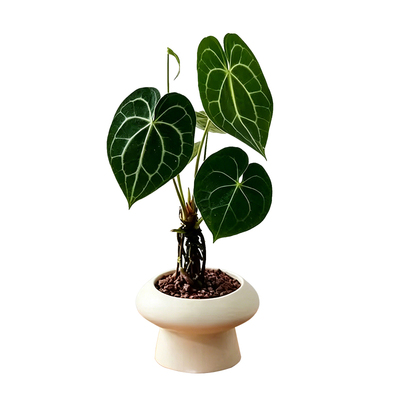 克莱恩水晶花烛植物净化空气