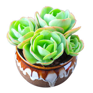 碧桃秋丽淡雪紫乐红布丁多肉植物砍头苗盆栽肉肉花卉绿植露好养