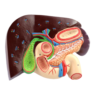 ENOVO颐诺人体肝胆胰十二指肠胃结构模型肝胆脾胰解剖切面模型消化科医学Whipple模型超声彩超科教学肝胆外科