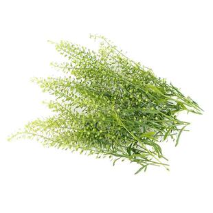 新鲜绿铃草水晶草酒店西餐摆盘日料冷艺烘培蛋糕装饰点缀花草叶子
