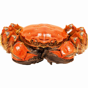 中大苏州太湖大闸蟹2.7母3.5公礼盒装新鲜活湖螃蟹农自产自销小份