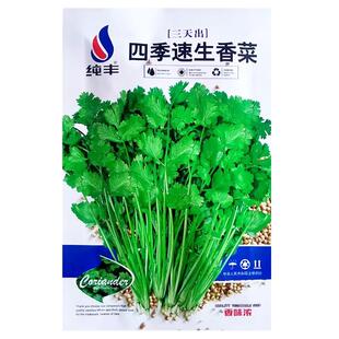 四季速生香菜种子农家作物播盆栽阳台庭院大叶芫荽蔬菜种籽孑大全