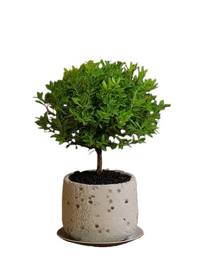 小叶赤楠老桩盆景花卉植物四季