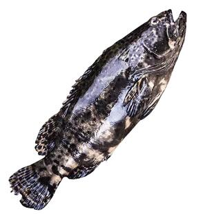 探味岛深海捕捞石斑鱼新鲜冷冻东星斑鱼鲜活龙趸斑龙胆斑海鲜水产
