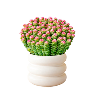 彩色钱串锦多肉肉植物室内钱串子稀有品种盆栽办公室桌面绿植花卉