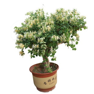 抗病品种四季常青爬藤药用浓香型金银花树苗盆栽可食用