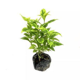 黄心雪梅苗黄金叶苗金叶女贞苗绿化树苗黄金叶树苗黄金叶苗雪梅苗