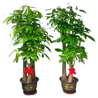 发财树客厅大盆栽乔迁开业招财树