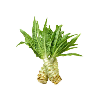 蔬菜晚秋初冬专用五号种苗莴苣