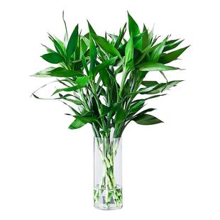 富贵竹水培植物客厅招财粗杆带根插花瓶粗壮节节高水养绿植盆栽