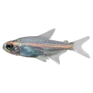 观赏鱼红灯管鱼热带鱼灯科小型活体黑灯管鱼玻璃霓虹灯鱼包活
