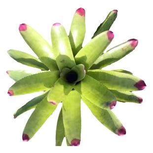 空气凤梨植物空气凤梨霸王哈密瓜精灵花卷章鱼棉花糖卷叶玫瑰贝吉