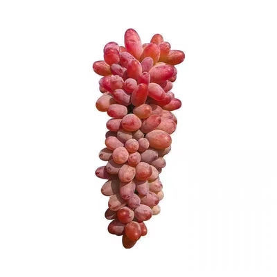 云南茉莉香葡萄新鲜现摘产地直发