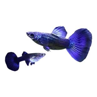 精品冰蓝孔雀鱼活鱼纯种大尾巴孕母临产凤尾鱼小型热带观赏鱼鱼苗