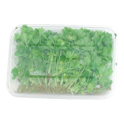【老一生鲜】芹菜幼苗摆盘装饰