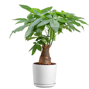 发财树盆栽树桩招财花卉绿植物室内四季常青客厅办公室大号金钱树