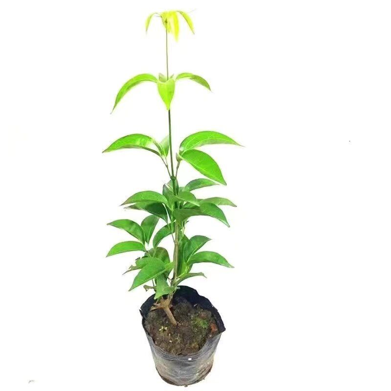 爬藤植物庭院绿篱好养蒜香藤花苗