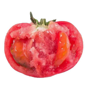 老品种番茄苗秧沙瓤西红柿苗毛粉柿子幼苗抗病高产四季播种蔬菜苗