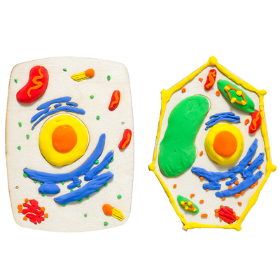 动植物细胞模型手工制作真核材料