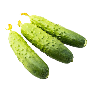 秋黄瓜种子唐山秋瓜阳台盆栽种植脆皮旱黄瓜水果夏季蔬菜籽种大全