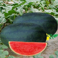 20 испытаний негабаритной черной красоты