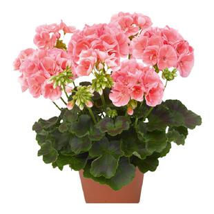 天竺葵花种子孑籽四季种大花垂吊钓重瓣春天开花阳台室内外易活