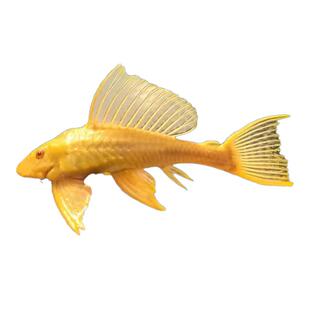 红眼女王大帆鱼清道夫黄金胡子鱼吃垃圾食粪便观赏鱼水藻吃青苔鱼