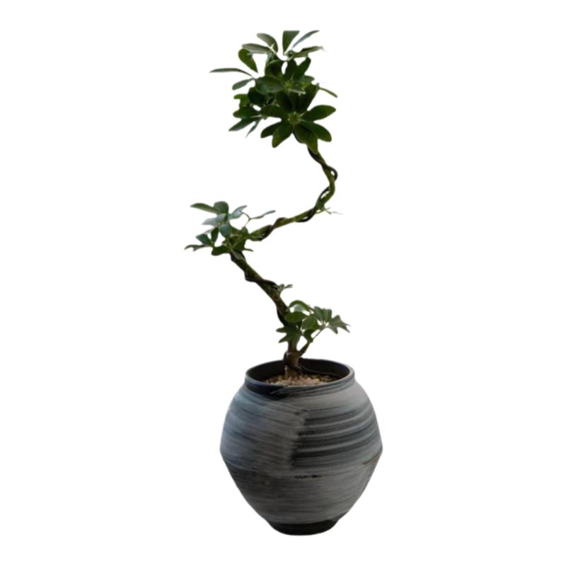中古侘寂风丛生造型鸭脚木植物茶室内装饰盆栽吸甲醛净化空气绿植