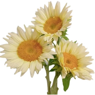 奶油向日葵鲜花云南基地直发昆明斗南市场直批空运水养黄色家用