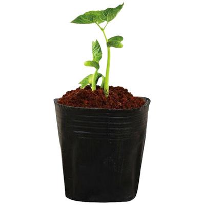 营养杯育苗杯营养钵育苗盆塑料加厚一次性农用营养袋育苗袋花盆大